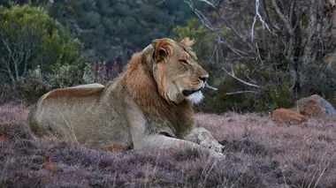 Au secours de la faune africaine Le lion et le guépard