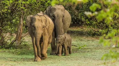 Au secours de la faune africaine Les éléphants