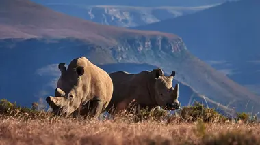 Au secours de la faune africaine Les rhinocéros