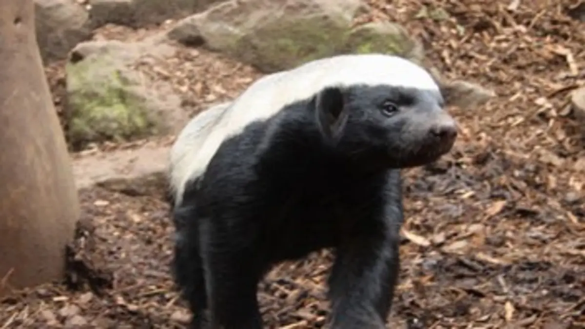 Au secours des animaux E02