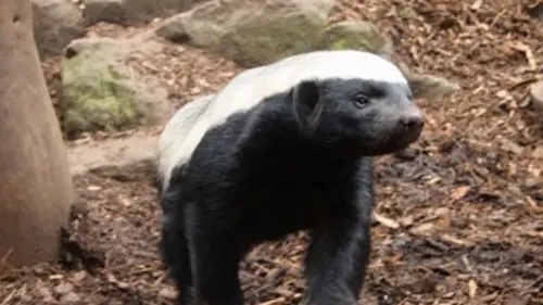 Au secours des animaux E02