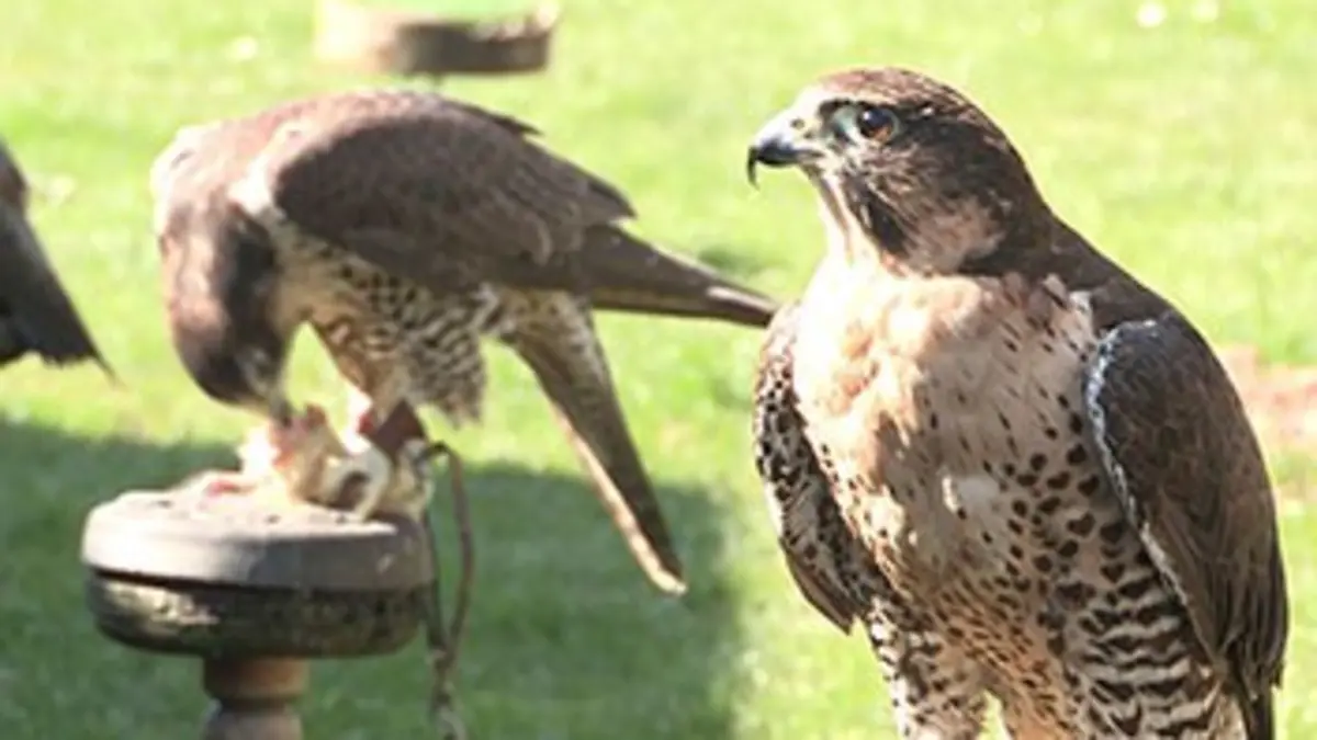 Au secours des animaux E03