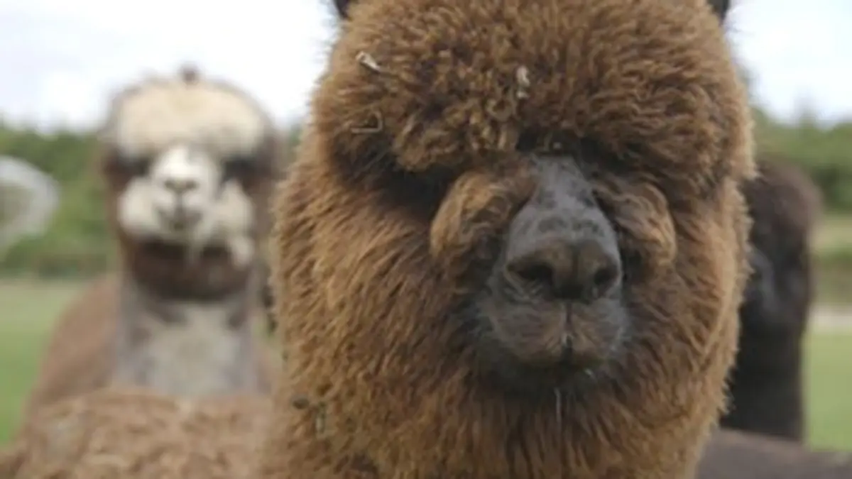 Au secours des animaux E04