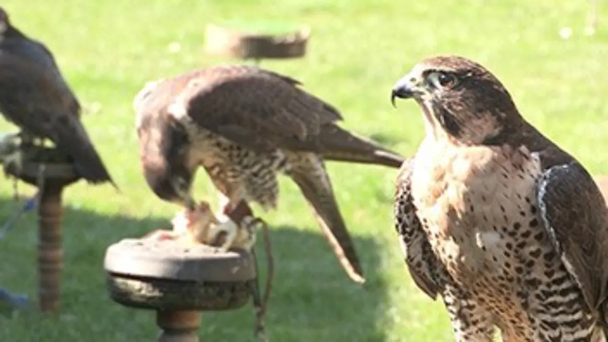 Au secours des animaux E05