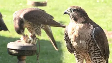 Au secours des animaux E03