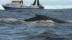 Visuel de Au secours des baleines