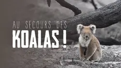 Au secours des koalas !