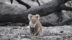 Au secours des koalas !