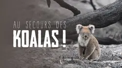 Au secours des koalas !