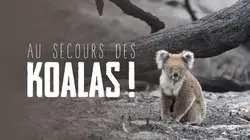 Au secours des koalas !