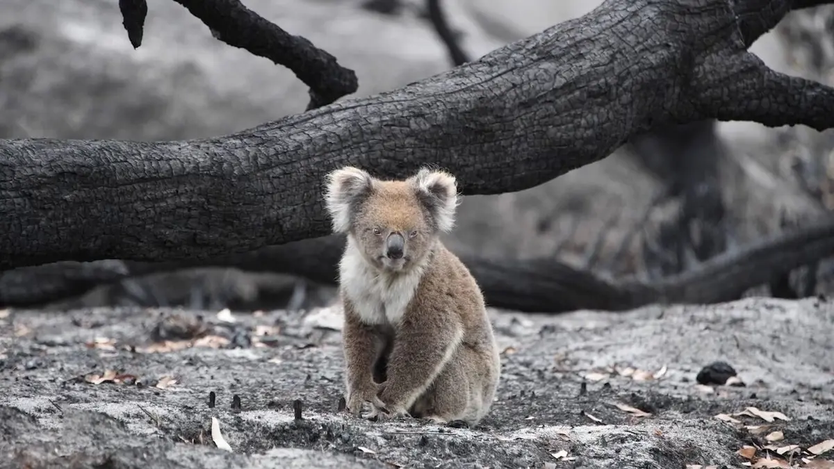 Au secours des koalas !