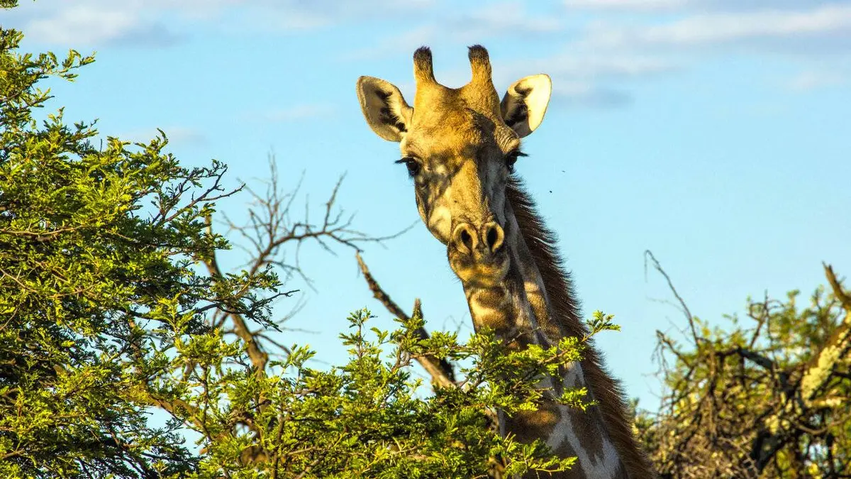Au sommet de la girafe