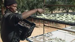 Visuel de Au Sud de l'Afrique