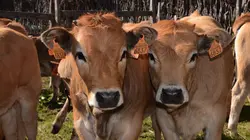 Aubrac, des bergers et des moines