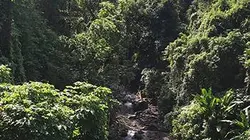 Visuel de Auprès de mon arbre