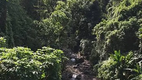 Auprès de mon arbre