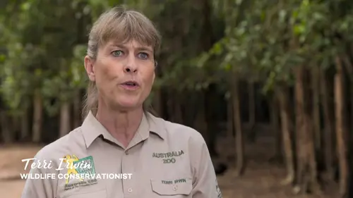 Australia Zoo : le défi des Irwins Les yeux du tigre