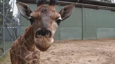 Le bébé kangourou de Robert