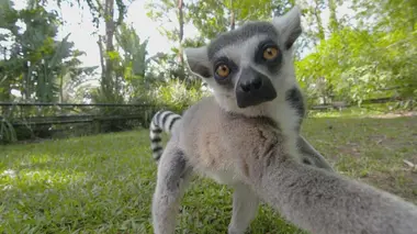 Premier rencard d'une tortue