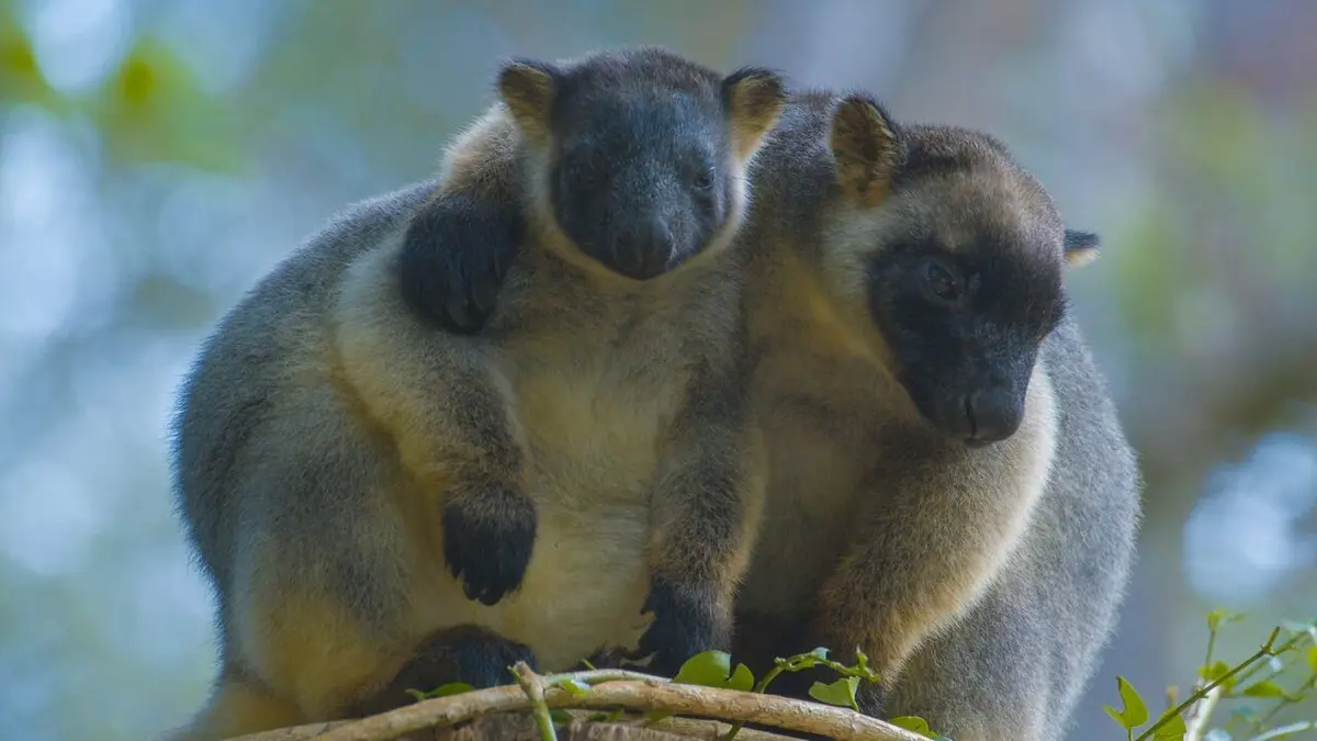 Australie : des kangourous dans les arbres