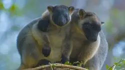 Australie : des kangourous dans les arbres