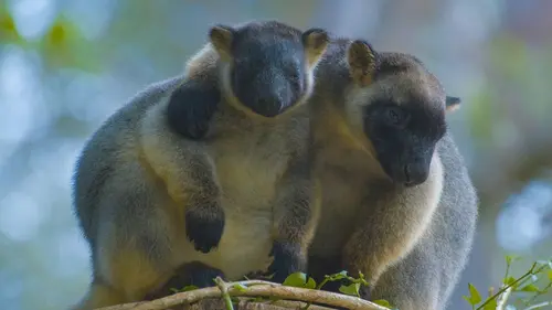 Australie : des kangourous dans les arbres