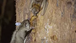 Australie : des kangourous dans les arbres