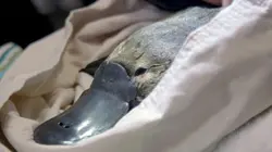 Australie, l'énigmatique ornithorynque