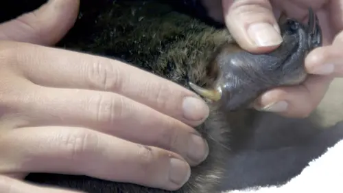 Australie, l'énigmatique ornithorynque