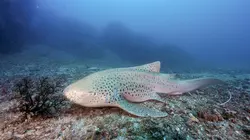 Australie, l'odyssée océanique La zone subtropicale