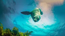 Australie, l'odyssée océanique La zone tempérée