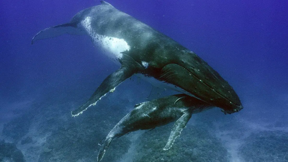 Épisodes de Australie, l'odyssée océanique