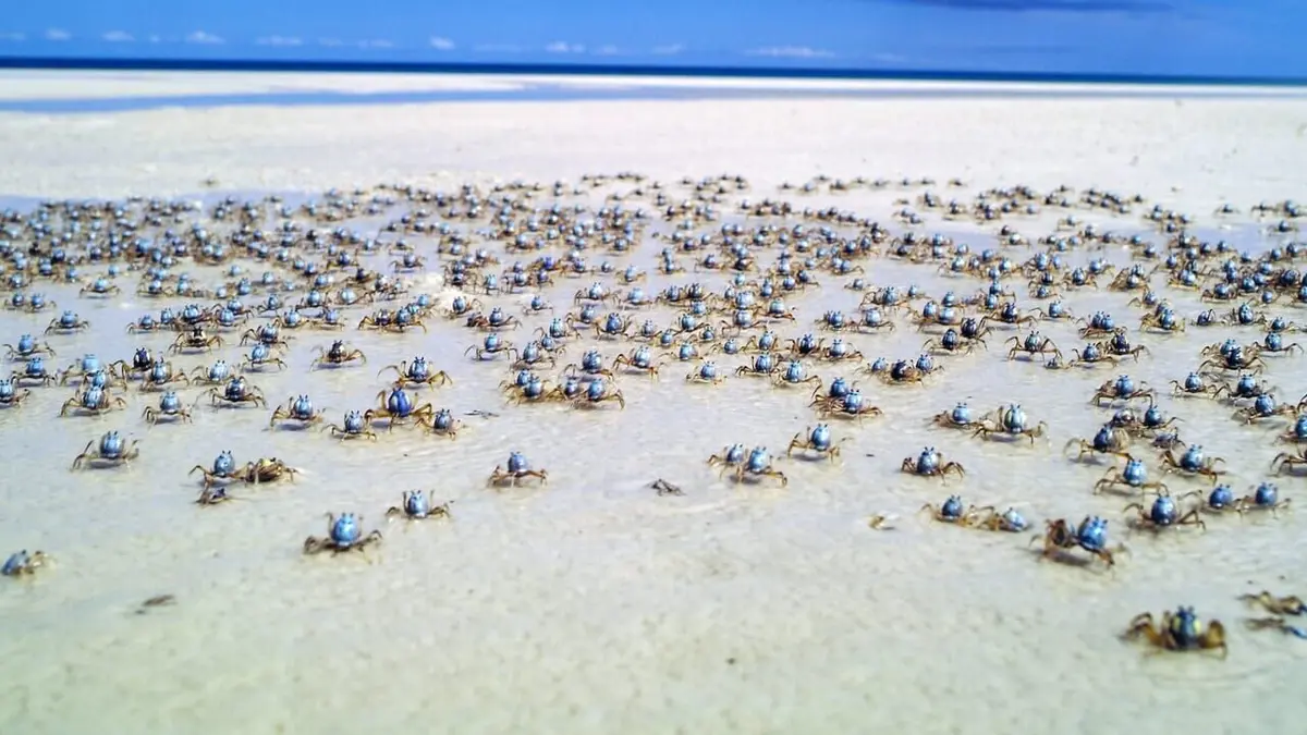 Australie, l'odyssée océanique Les tropiques