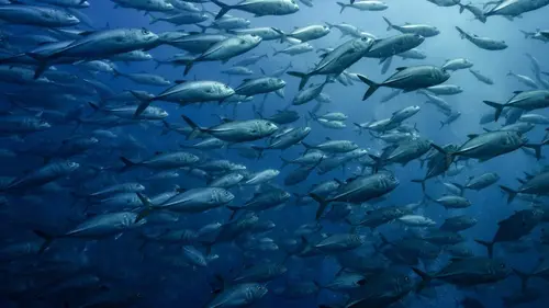 Australie, l'odyssée océanique La zone tempérée