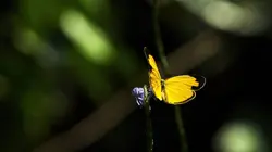 Australie, l'odyssée sauvage