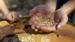 Australie, la ruée vers l'or La machine infernale