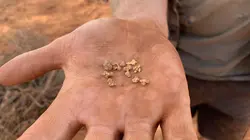 Australie, la ruée vers l'or Face au serpent