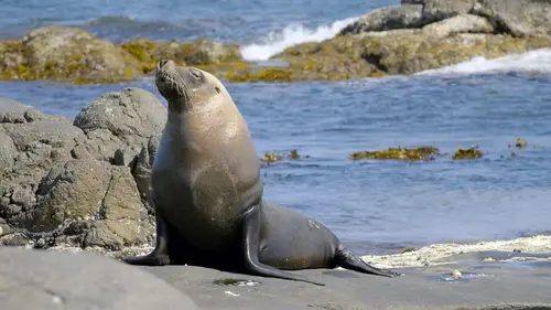Australie : les profondeurs de l'océan Les rivages tropicaux