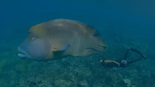 Casting Australie : les profondeurs de l'océan