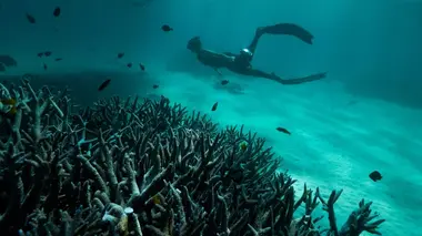 Australie : les profondeurs de l'océan Plongée dans les eaux froides du sud