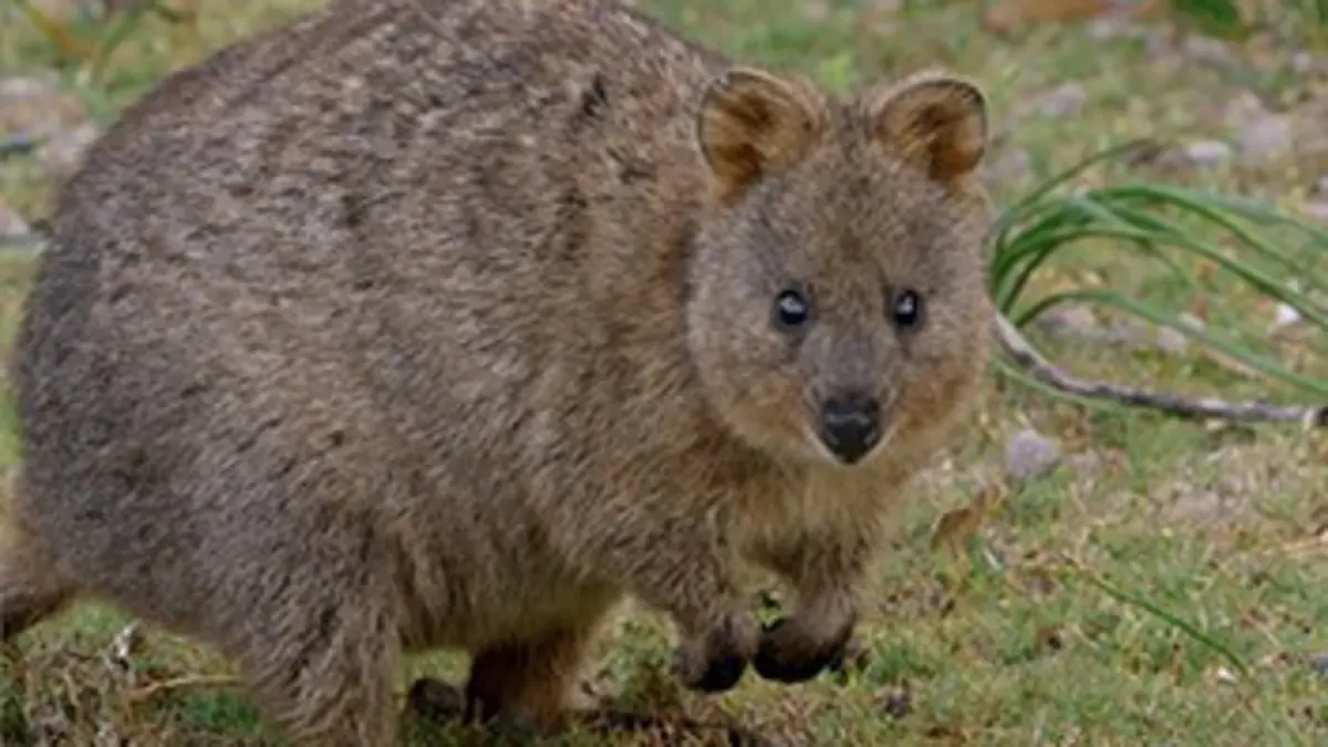 Australie, les secrets de la vie sauvage E02 Les mini marsupiaux