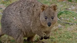 Visuel de Australie, les secrets de la vie sauvage