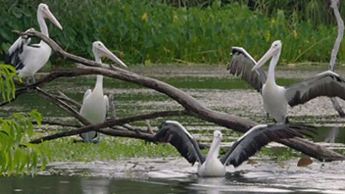Australie, les secrets de la vie sauvage E03 Les points d'eau