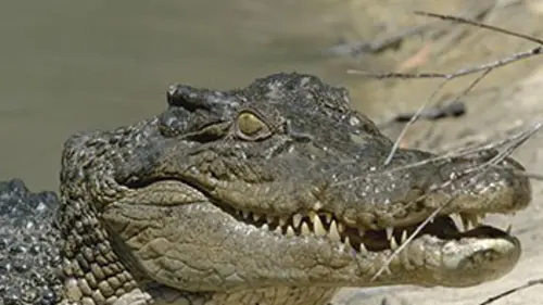 Australie, les secrets de la vie sauvage E04 Les crocodiles