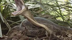 Visuel de Australie, les secrets de la vie sauvage