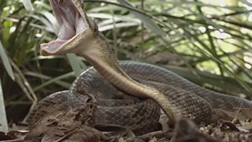 Australie, les secrets de la vie sauvage E05 Les serpents