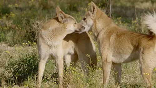 Casting Australie, les secrets de la vie sauvage E06 Le dingo