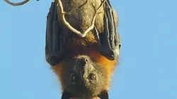 Visuel de Australie, les secrets de la vie sauvage