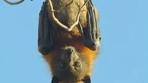 Australie, les secrets de la vie sauvage