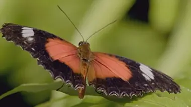 Australie, les secrets de la vie sauvage E01 Papillons, insectes et cie
